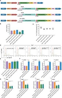 Co-Expression of miR155 or LSD1 shRNA Increases the Anti-Tumor Functions of CD19 CAR-T Cells